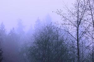 A pine forest with morning fog, pictured in blue tones. photo