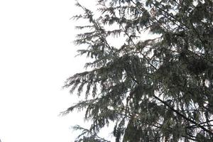 Leaves and pine branches against a white sky. photo