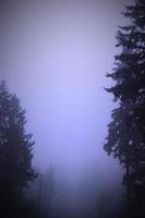 A large pine tree in a foggy morning, depicted in light blue tones. photo