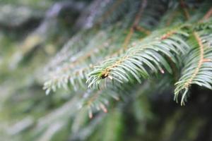 Close-up photo of green pine leaves.