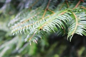 Close-up photo of green pine leaves.