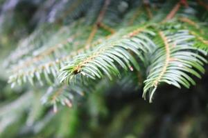 Close-up photo of green pine leaves.