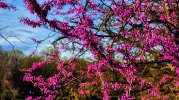 Bright Pink Flowers photo
