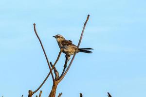 Sao Joao da Barra, RJ, Brazil, 2022 - Chalk-browed mockingbird, Mimus saturninus, on a tree in Grussai Beach photo