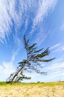 sao joao da barra, rj, brasil, 2022 - un árbol de casuarina doblado por el viento en la playa de grussai foto