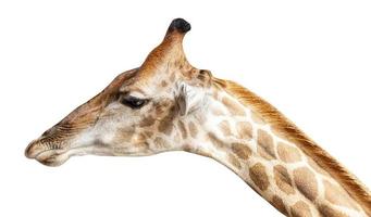 cabeza de jirafa aislada en fondo blanco con trazado de recorte foto