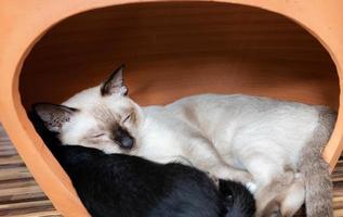 White mother cat sleeping hugging a black kitten photo