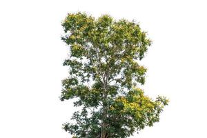 árbol aislado sobre fondo blanco foto