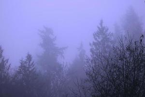 A pine forest with morning fog, pictured in blue tones. photo