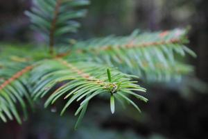 Close-up photo of green pine leaves.