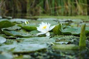 White lotus flower with yellow pollen on water surface