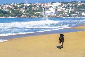 Black dog running walking along the beach and waves Mexico. photo