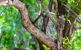 Red bellied woodpecker hammering drill on tree trunk in Mexico. photo