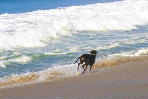 Black dog running walking along the beach and waves Mexico. photo