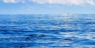 Huge whale shark swims on the water surface Cancun Mexico. photo