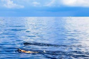 Huge whale shark swims on the water surface Cancun Mexico. photo