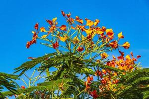 Beautiful tropical flame tree red flowers Flamboyant Delonix Regia Mexico. photo