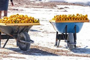 Wheelbarrow with mangoes on the beach on Holbox island Mexico. photo