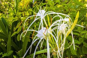 Hymenocallis caribaea caribbean spider-lily unique white flower in Mexico. photo