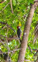 Red bellied woodpecker hammering drill on tree trunk in Mexico. photo