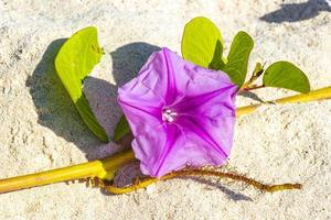 rosa morada gloria de la mañana pie de cabra rastrero playa flor mexico. foto