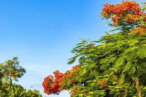 Beautiful tropical flame tree red flowers Flamboyant Delonix Regia Mexico. photo