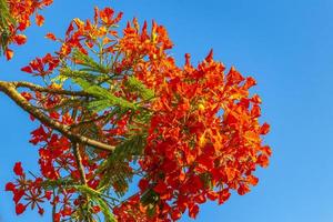 Beautiful tropical flame tree red flowers Flamboyant Delonix Regia Mexico. photo