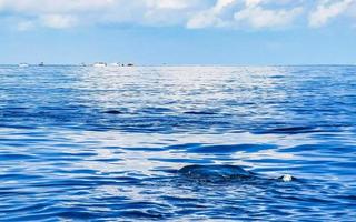 Huge whale shark swims on the water surface Cancun Mexico. photo