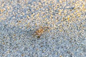 Tiny sand beach crab crabs run dig around on beach. photo