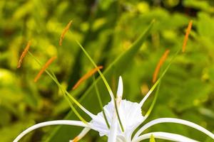 Hymenocallis caribaea caribbean spider-lily unique white flower in Mexico. photo