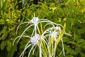 Hymenocallis caribaea caribbean spider-lily unique white flower in Mexico. photo