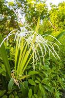 Hymenocallis caribaea caribbean spider-lily unique white flower in Mexico. photo