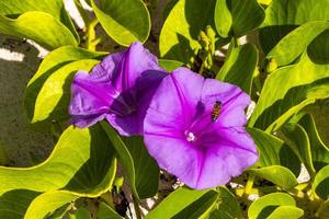 rosa morada gloria de la mañana pie de cabra rastrero playa flor mexico. foto