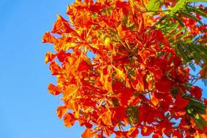 Beautiful tropical flame tree red flowers Flamboyant Delonix Regia Mexico. photo