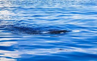 Huge whale shark swims on the water surface Cancun Mexico. photo