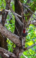 carpintero de vientre rojo martillando taladro en tronco de árbol en méxico. foto