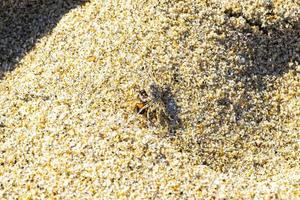 diminuto cangrejo de arena cangrejo de playa arrastra come mosca abeja insecto. foto