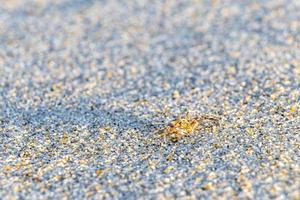 Tiny sand beach crab crabs run dig around on beach. photo