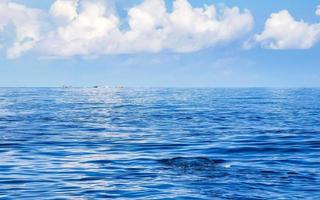 Huge whale shark swims on the water surface Cancun Mexico. photo