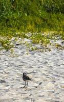 lavandera agachadiza lavandera aves pájaros comiendo sargazo en playa méxico. foto