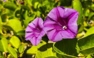 Pink purple morning glory Goats foot creeping beach flower Mexico. photo