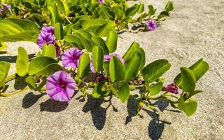 Pink purple morning glory Goats foot creeping beach flower Mexico. photo