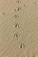 Sand texture with bird traces. Summer abstract background.Vertical view photo