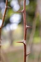 Part of the stem with thorns. Vertical view photo