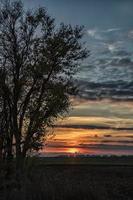 Silhouette of trees in the sunset. Trees at sunset.  Amazing sky and sunlight at sunset sky. Vertical view photo