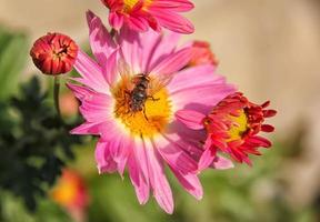 Springtime. Colorful close-up of a honey bee pollinating a bright red flower. photo