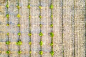 Aerial photography, top view of young green trees rows. Agricultural fields, cultivated land. photo