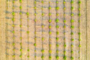 fotografía aérea, vista superior de filas de árboles verdes jóvenes. campos agrícolas, tierra cultivada. foto