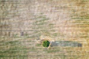 aerial view of a lonely tree in the agricultural field after harvest. Horizontal view photo