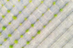 fotografía aérea, vista superior de filas de árboles verdes jóvenes. campos agrícolas, tierra cultivada. foto